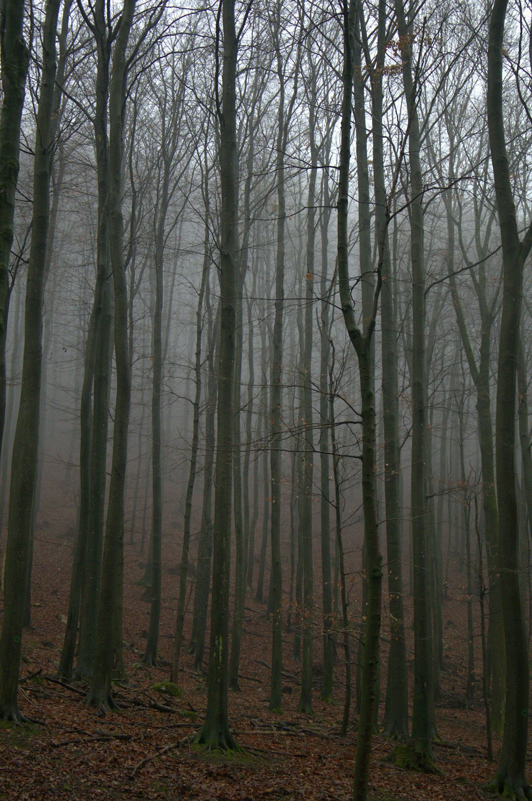 mysterious foggy woods